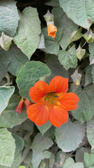Tropaeolum majus
