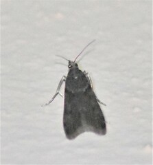 Pyraloidea