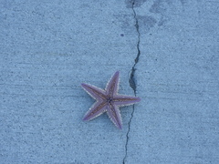 Astropecten armatus
