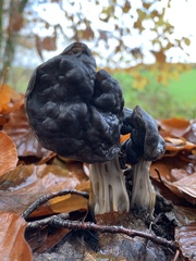 Helvella lacunosa