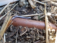 Indotyphlops braminus