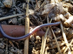 Indotyphlops braminus