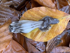 Helvella lacunosa