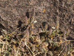 Tetramerium
