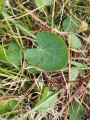 Centella asiatica