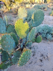Opuntia engelmannii