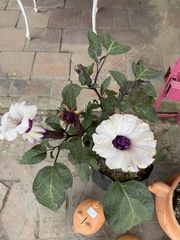 Datura metel