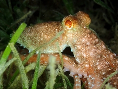 Callistoctopus