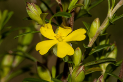 Hibbertia monogyna