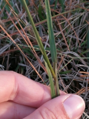 Paspalum notatum