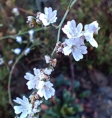 Limonium cossonianum