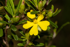Hibbertia monogyna