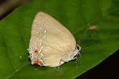 Strephonota cyllarissus