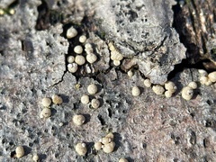 Trichoderma gelatinosum
