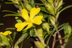 Hibbertia monogyna