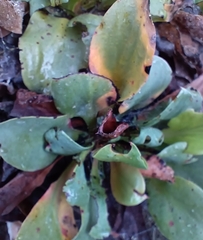 Limonium cossonianum