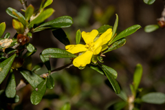Hibbertia monogyna