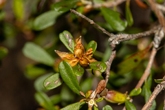 Hibbertia monogyna