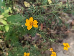 Dyssodia tagetiflora