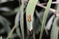 Eristalinus punctulatus