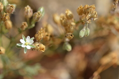 Spergularia floribunda