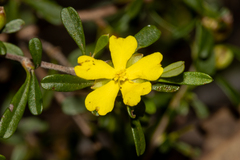 Hibbertia monogyna