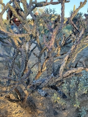 Cylindropuntia thurberi versicolor