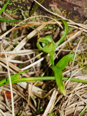 Pterostylis montana