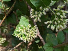 Critoniinae