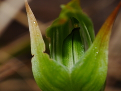 Pterostylis montana