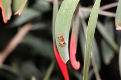 Eristalinus punctulatus