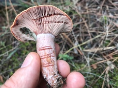 Lactarius sanguifluus