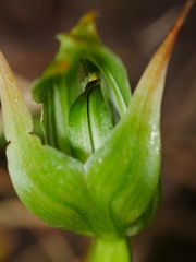 Pterostylis montana