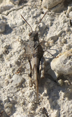 Oedipoda