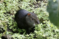 Dasyprocta fuliginosa