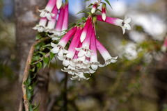 Epacris longiflora
