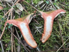 Lactarius sanguifluus