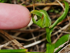 Pterostylis montana