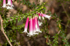 Epacris longiflora