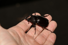 Xylotrupes australicus