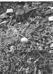 Cucumis prophetarum