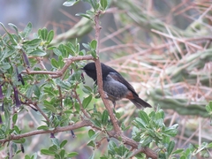 Diglossa carbonaria