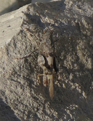 Oedipoda
