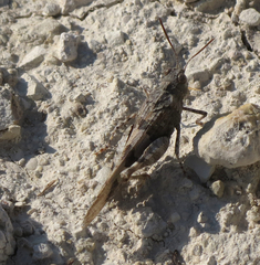 Oedipoda