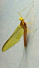 Ameletopsis perscitus