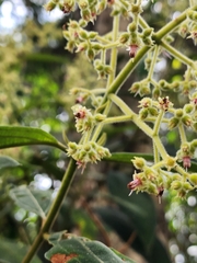 Miconia