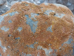 Xanthoparmelia pulla