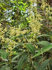 Miconia