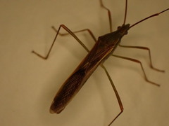 Leptocorisini