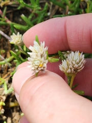 Blutaparon vermiculare